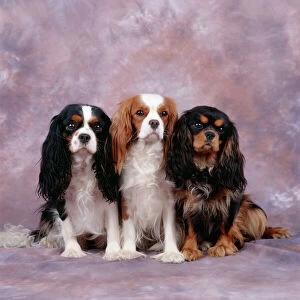 Cavalier King Charles Spaniel Dog - three in line, showing different coat shades