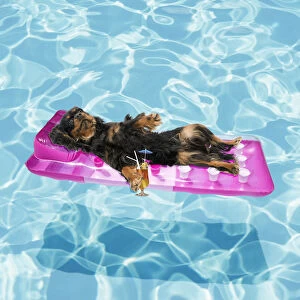 Images Dated 14th August 2018: Cavalier King Charles Spaniel dog lounging on lilo