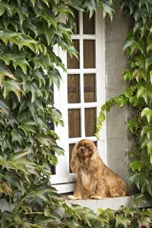 Cavalier King Charles Spaniel Dog outdoors