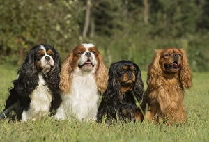 New Images March 2018 Gallery: Four Cavalier King Charles Spaniel Dogs outdoors