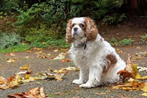 Woman Collection: Cavalier King Charles Spaniel, on her driveway in Autumn. (PR) Date: 30-10-2020