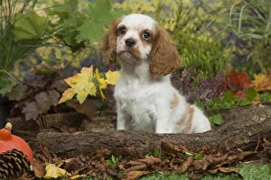 Cavalier King Charles Spaniel puppy outdoors in Autumn