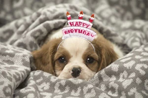 Cavalier King Charles Spaniel puppy wearing Happy