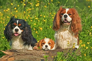 In Field Collection: Cavalier King Charles Spaniel - three sitting behind log
