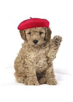 Images Dated 17th March 2020: Cavapoo Dog, puppy 6 weeks old wearing red beret with paw up Date: 30-Oct-19