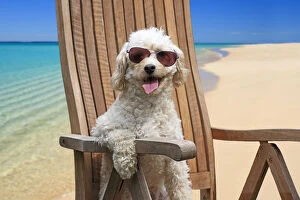 Cavapoo Dog sitting in a deck chair on the beach