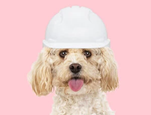 Cavapoo Dog, wearing builder hat Date: 25-03-2019