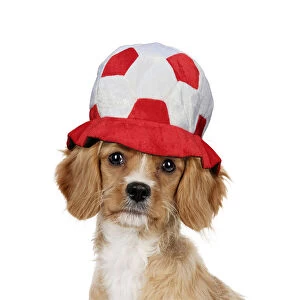 Images Dated 17th March 2020: Cavapoo Dog wearing football hat Date: 09-Dec-11