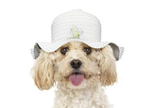 Images Dated 17th March 2020: Cavapoo Dog, wearing a hat Date: 25-Mar-19