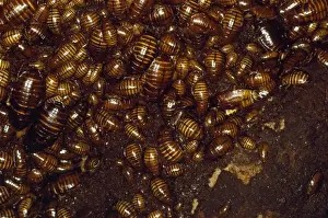 Cave Cockroaches - in bat cave Sabah