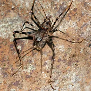 Cave Prints: Cave Cricket - Africa, underground caves and tunnels, spread to other places too