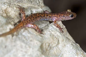 Images Dated 28th July 2010: Cave Salamander, small cave along the Indian