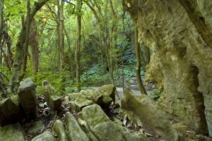 Images Dated 15th March 2008: Cave view - view from the inside of a cave into temperate rainforest