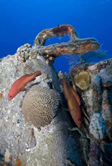 Bahamas Gallery: Cayman Islands, Grand Cayman Island, Underwater