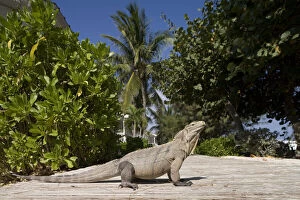 Images Dated 4th January 2011: Cayman Islands, Little Cayman Island, Lesser