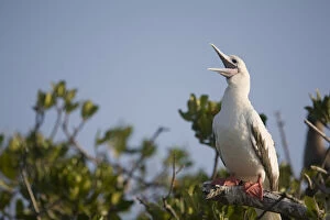 Nesting Gallery: Cayman Islands, Little Cayman Island, Red-footed