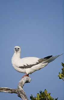 Images Dated 4th January 2011: Cayman Islands, Little Cayman Island, Red-footed