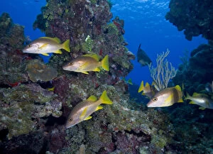 Images Dated 4th January 2011: Cayman Islands, Little Cayman Island, Underwater