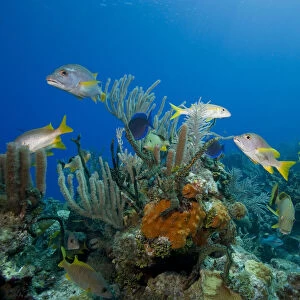 Images Dated 4th January 2011: Cayman Islands, Little Cayman Island, Underwater