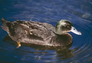 Cayuga Duck Domestic