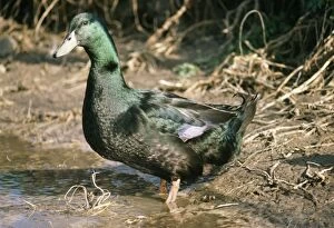 Images Dated 15th October 2004: Cayuga Duck Domestic