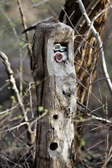 CB-251 Camera trap - Placed along trail to capture animals walking along the forest tracks