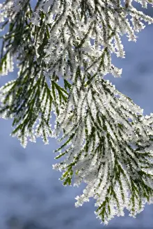 Cedar Prints: Cedar - covered in frost Order: Coniferales