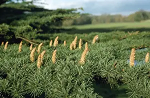 Cones Prints: Cedar of Labanon - leaves & cones
