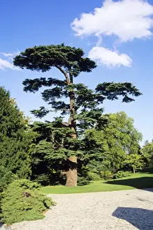 Cedar Prints: Cedar of Lebanon