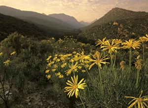 Cedar Mountains - with yellow flowering bushes in early morning light Cedar Mountains - with yellow flowering bushes in early morning light