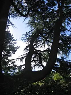 Cedar Prints: Cedar Tree