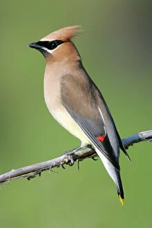Images Dated 4th July 2005: Cedar Waxwing