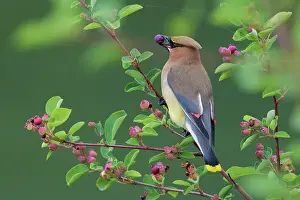 Archer Prints: Cedar waxwing with berry Date: 20-06-2016