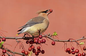 Food In Beak Collection: Cedar Waxwing - with berry in mouth - Connecticut - USA - in April