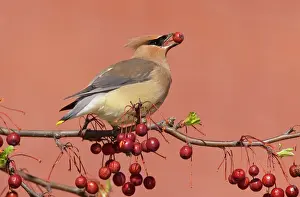 Berries Prints: Cedar Waxwing - with berry in mouth - Connecticut - USA - in April