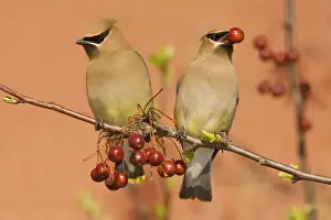 Cedar Waxwing Connecticut in April