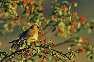 Passerines Prints: Cedar Waxwing - in crabapple tree. Montana, USA, Summer. B6321