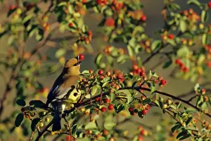 Passerines Prints: Cedar Waxwing - in crabapple tree. Montana, Western USA, Summer. B8059