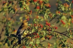 Images Dated 4th August 2005: Cedar Waxwing - in crabapple tree. Montana, Western USA, Summer. B8059