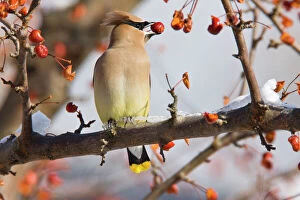 Images Dated 3rd January 2008: Cedar Waxwing - eating crab apples. Connecticut in January