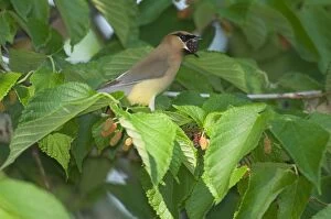 Images Dated 2nd June 2005: Cedar Waxwing - Feeding in mulberry tree, May Southern USA _TPL3886