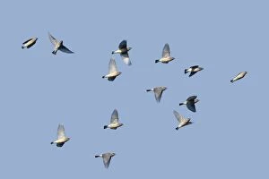 Cedar Waxwing - flock in fall migration