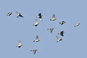 Waxwings Prints: Cedar Waxwing - flock in fall migration. October, CT, USA