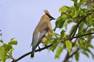 Pacific Northwest Prints: Cedar Waxwing - Montana - Western U. S. _D3C2641