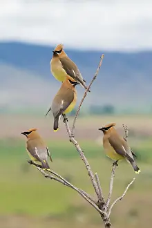 Archer Prints: Cedar waxwings, spring migration