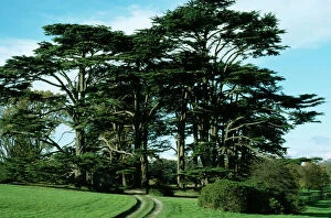 Plants Collection: Cedars of Lebanon Attingham Park Shrewsbury, UK