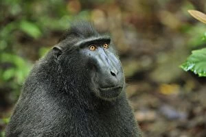 Images Dated 18th November 2008: Celebes Crested Macaque / Crested Black Macaque / Sulawesi Crested Macaque / Black Ape - portrait