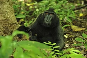 Images Dated 18th November 2008: Celebes Crested Macaque / Crested Black Macaque / Sulawesi Crested Macaque / Black Ape - Tangkoko