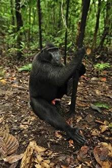 Images Dated 17th November 2008: Celebes Crested Macaque / Crested Black Macaque / Sulawesi Crested Macaque / Black Ape - showing