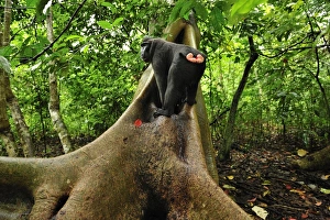 Images Dated 17th November 2008: Celebes Crested Macaque / Crested Black Macaque / Sulawesi Crested Macaque / Black Ape - Tangkoko